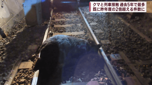 クマと列車接触　過去５年で最多　既に昨年度の２倍以上に【岩手】