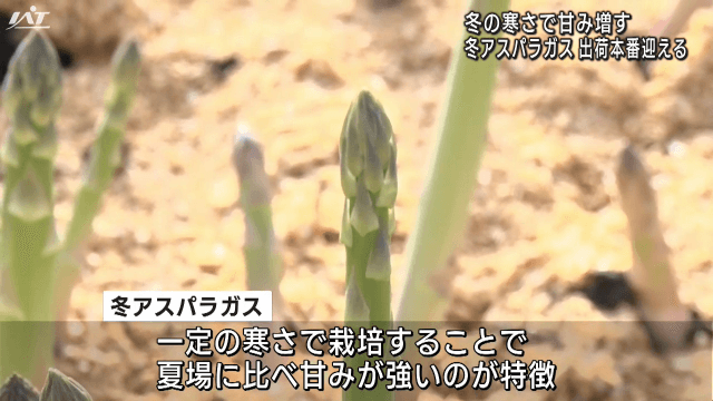 冬アスパラガスが出荷本番迎える　寒さで甘み増す【岩手・一戸町】