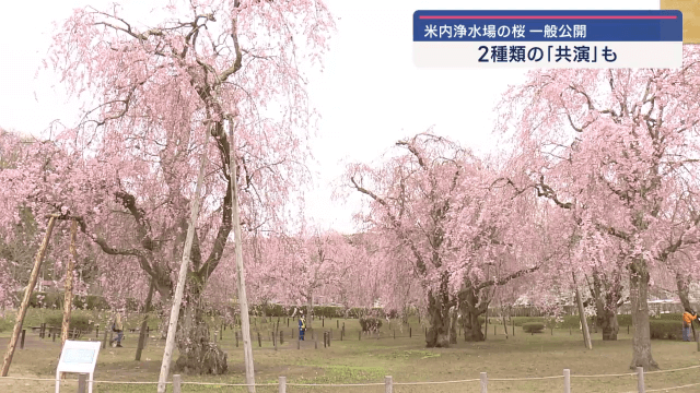 米内浄水場の桜　一般公開始まる　シダレザクラとソメイヨシノの共演【岩手・盛岡市】