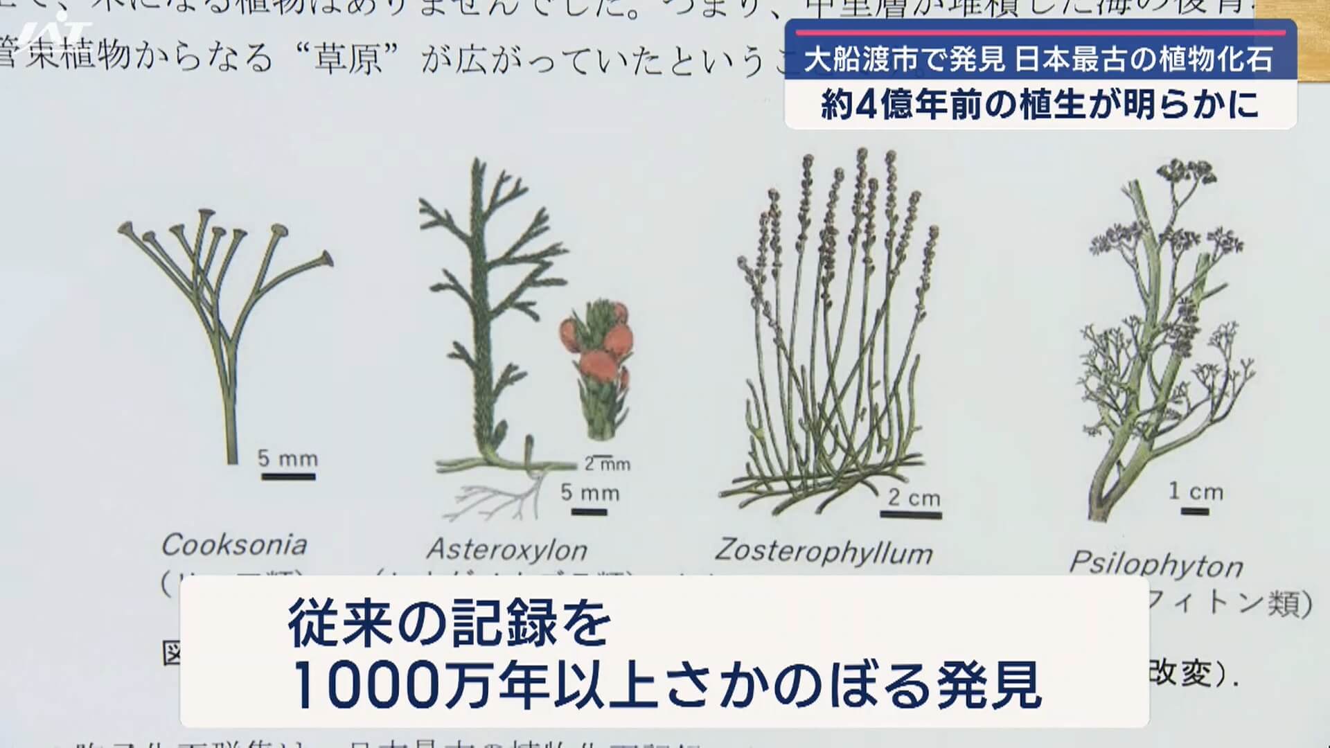 大船渡市で発見　日本最古の植物化石　約４億年前の植生が明らかに【岩手・大船渡市】