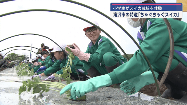 地元の小学生が滝沢スイカの栽培を学ぶ【岩手・滝沢市】