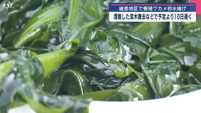 被災した綾里地区で養殖ワカメの初水揚げ　漂着した流木除去で予定より１０日遅く【岩手・大船渡市】