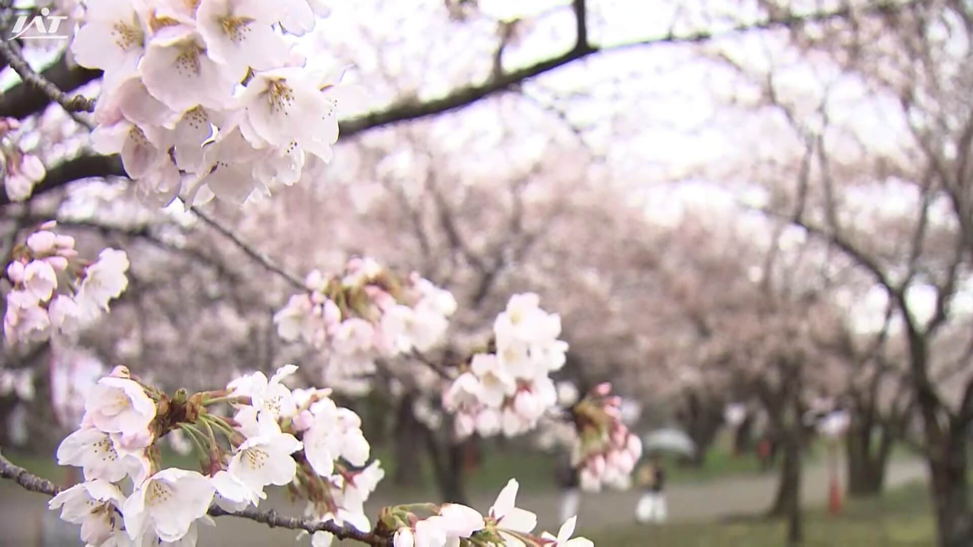 盛岡でサクラ「満開」　県内３地点で今季初の夏日【岩手】