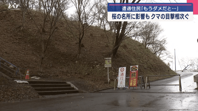 クマ目撃相次ぐ　桜の名所に影響も　城山公園入場規制に　遭遇住民「もうダメかと…」【岩手・紫波町】