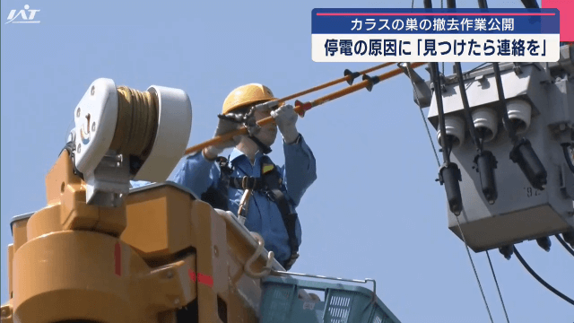 カラスの巣の撤去作業　停電の原因に　見つけたら連絡を【岩手・一関市】