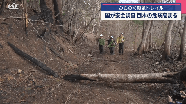 みちのく潮風トレイル　国が安全調査　倒木の危険高まる【岩手・大船渡市】