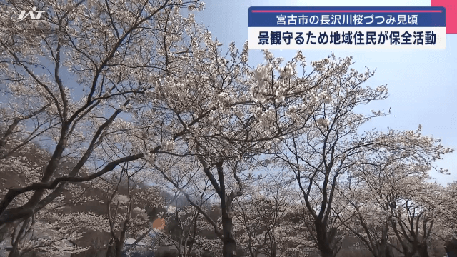 長沢川桜づつみ　見頃を迎える　景観守るため地域住民が保全活動【岩手・宮古市】