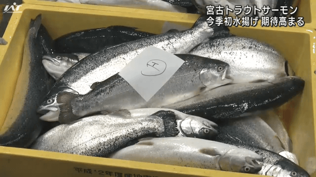 宮古トラウトサーモン　今シーズン初水揚げ　７月まで 約２５０トンの出荷めざす【岩手・宮古市】