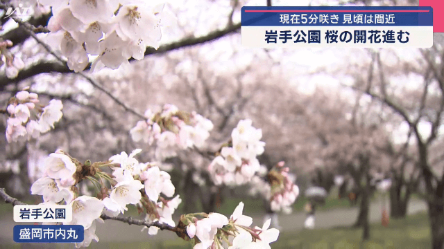 岩手公園　桜の開花進む　現在５分咲き　見頃は間近【岩手・盛岡市】