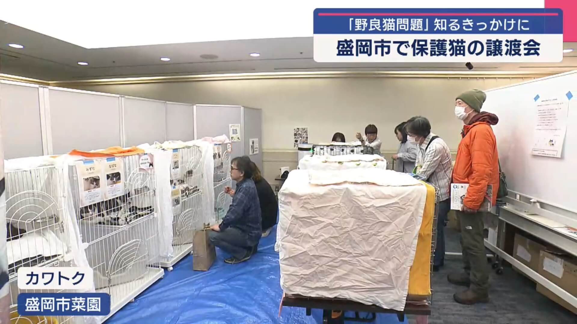 盛岡市で保護猫の譲渡会　里親探す【岩手】