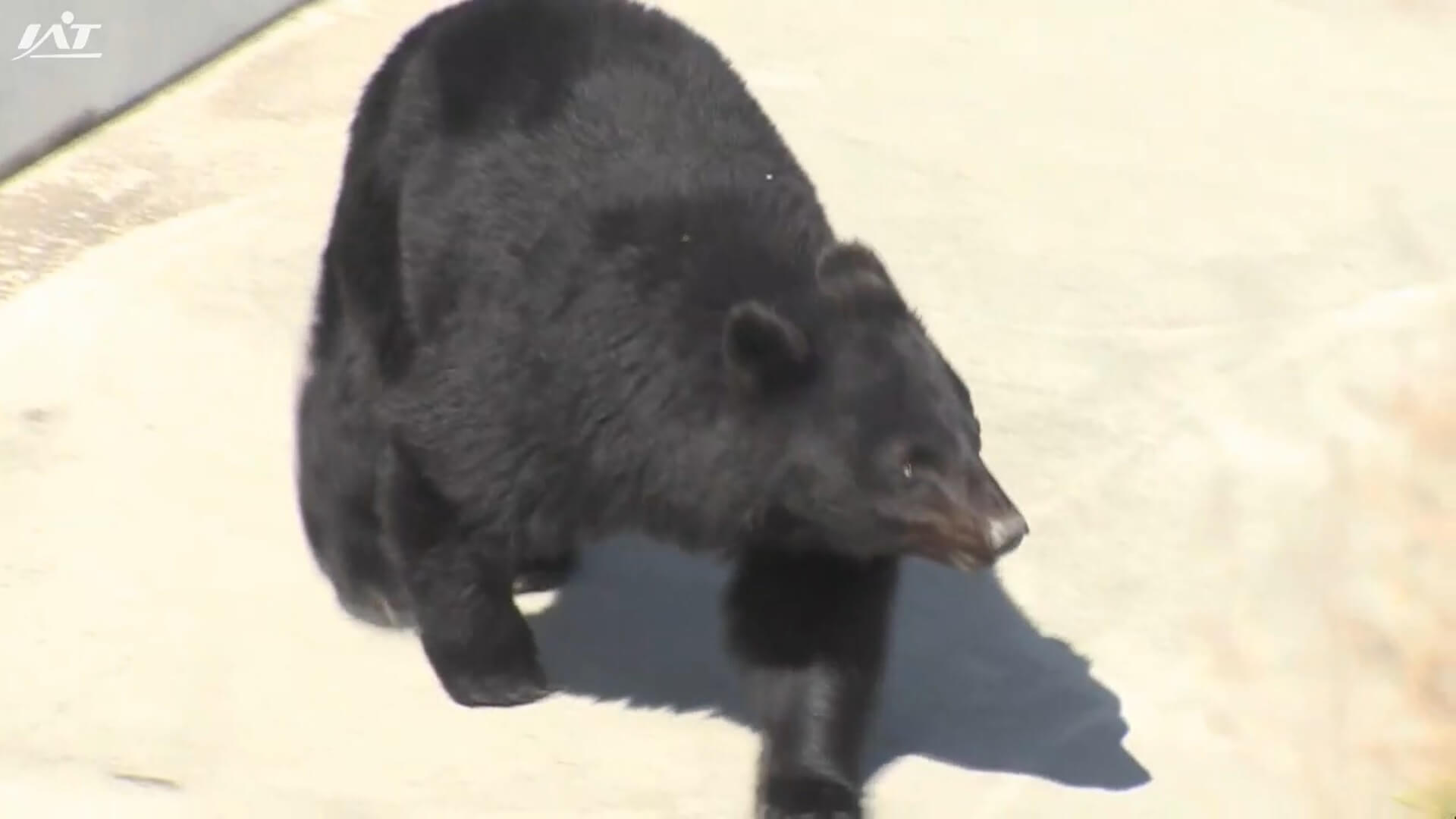 クマが住宅に侵入　住人は避難し無事　クマは一時は住居内に…【岩手・北上市】