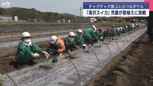 児童が滝沢スイカの苗植えに挑戦　チャグチャグ馬コとのつながりも【岩手・滝沢市】