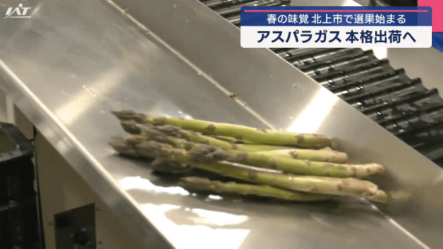 春の味覚　アスパラガス本格出荷へ　選果始まる【岩手・北上市】