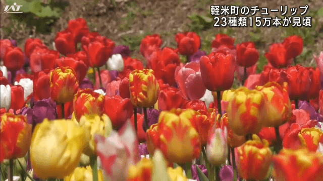 １５万本のチューリップが見頃【岩手・軽米町】