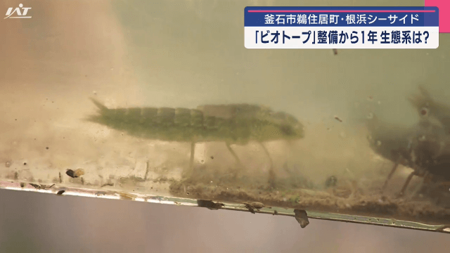 根浜ビオトープ　生き物観察会【岩手・釜石市】