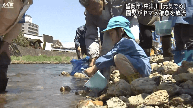 園児がヤマメ稚魚を放流【岩手・盛岡市】