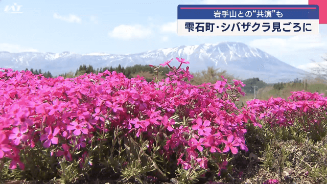 シバザクラ見頃に【岩手・雫石町】