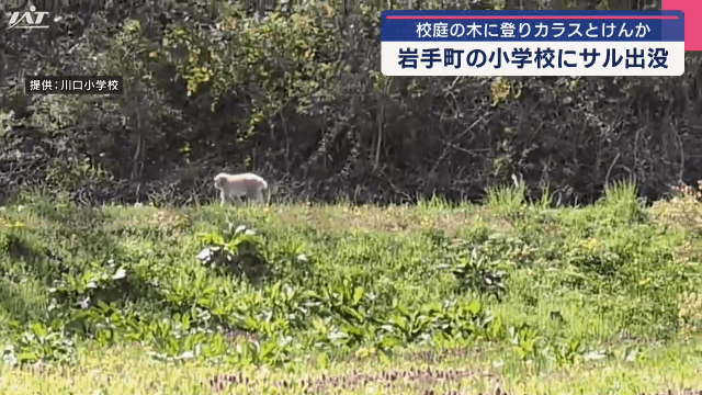 小学校校庭の木にサル　カラスと喧嘩続く？【岩手・岩手町】