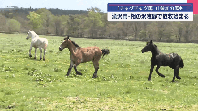 チャグチャグ馬コの馬を放牧【岩手・滝沢市】
