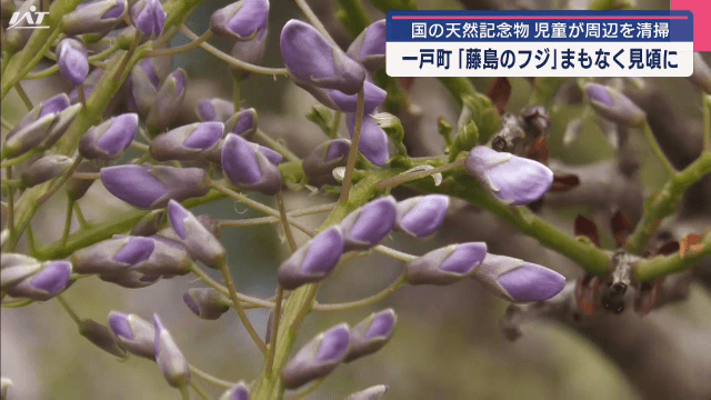 国の天然記念物「藤島のフジ」まもなく見頃　小学生が周辺を清掃【岩手・一戸町】