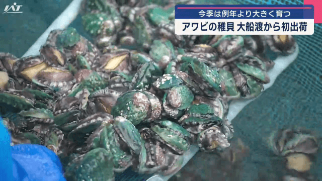 アワビの稚貝が初出荷　今季は例年より大きく育つ【岩手・大船渡市】