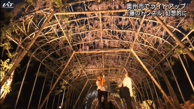藤のトンネル　幻想的にライトアップ【岩手・奥州市】