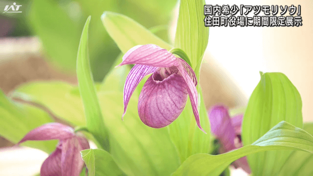 国内希少「アツモリソウ」を展示【岩手・住田町】