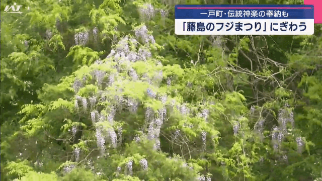 「藤島のフジまつり」にぎわう 伝統神楽の奉納も【岩手・一戸町】