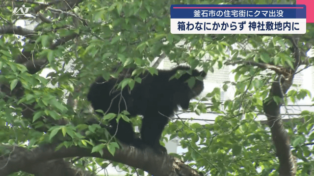 釜石市の住宅地にクマ出没　箱わなに掛からず　一時、神社敷地内に【岩手・釜石市】