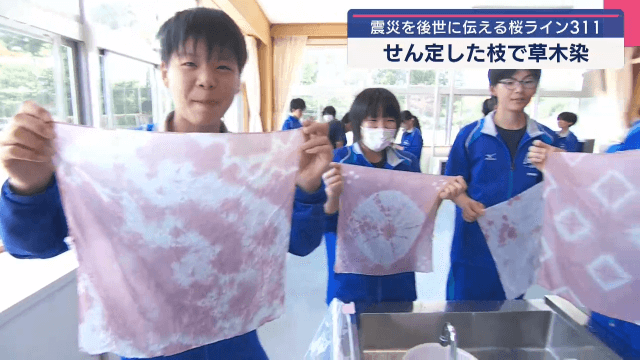 桜ライン３１１　桜のせん定枝を草木染めに【岩手・陸前高田市】
