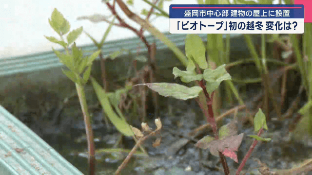 盛岡市中心部　建物の屋上に設置　ビオトープ　初の越冬で変化は【岩手・盛岡市】
