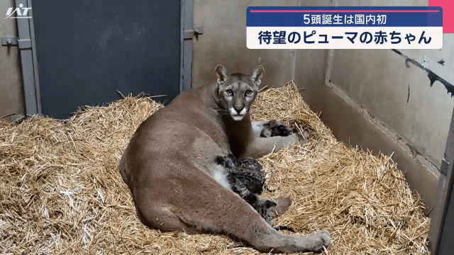 ５頭誕生は国内初　盛岡市動物公園ＺＯＯＭＯで待望のピューマの赤ちゃん【岩手・盛岡市】