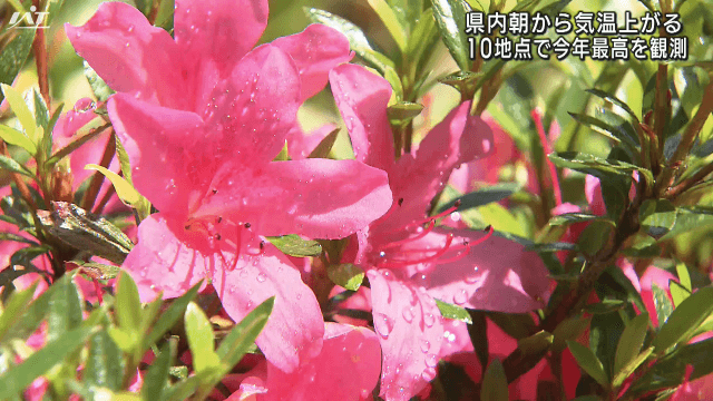 県内朝から気温上がる　１０地点で今年最高気温観測【岩手】