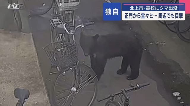 北上市の高校にクマ出没　正門から堂々と…周辺でも目撃【岩手・北上市】