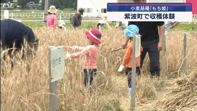 紫波町で小麦品種「もち姫」収穫体験【岩手】