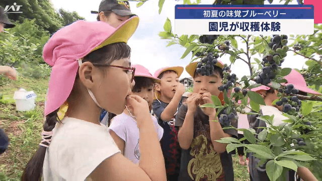 園児がブルーベリー収穫【岩手・盛岡市】