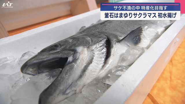 「釜石はまゆりサクラマス」今季初水揚げ【岩手・釜石市】
