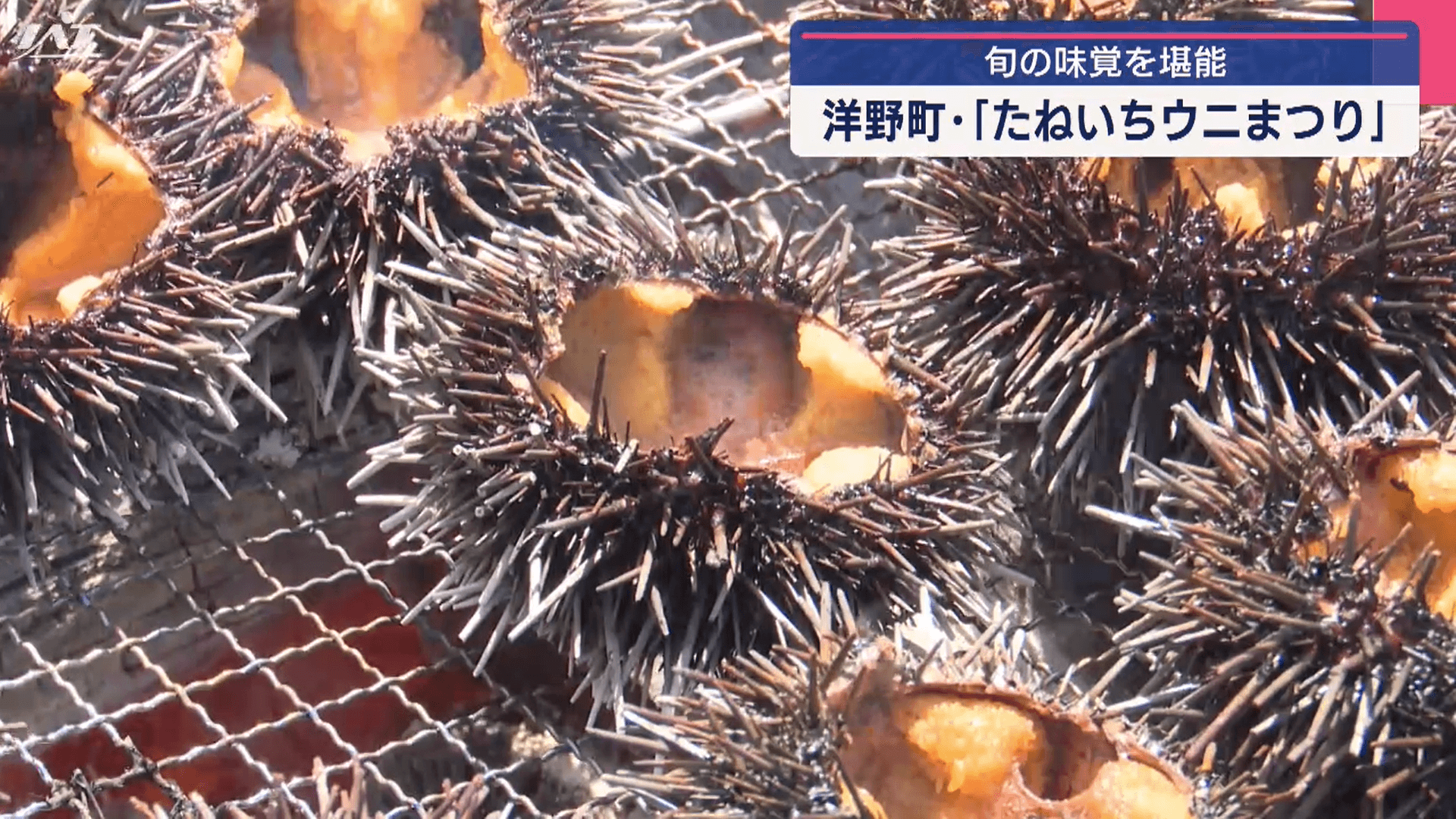 旬の味覚を堪能　たねいちウニまつり【岩手】