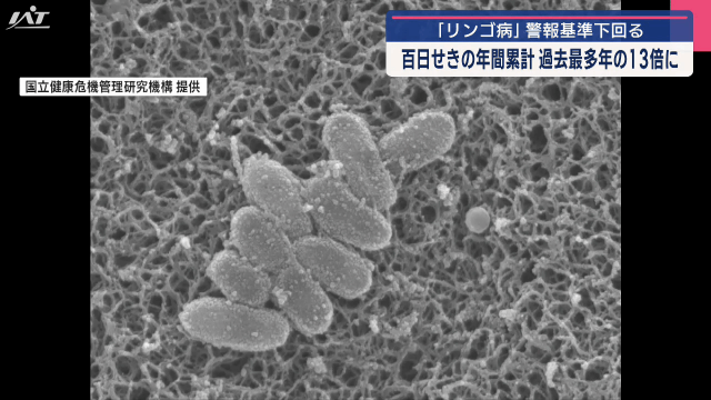 リンゴ病　警報基準下回る　百日せきの年間累計　過去最多年の１３倍に【岩手】
