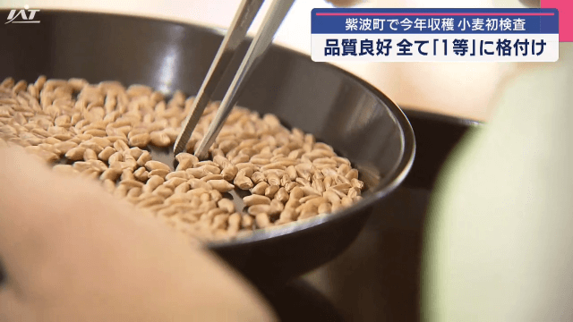 今年収穫の小麦初検査【岩手・紫波町】