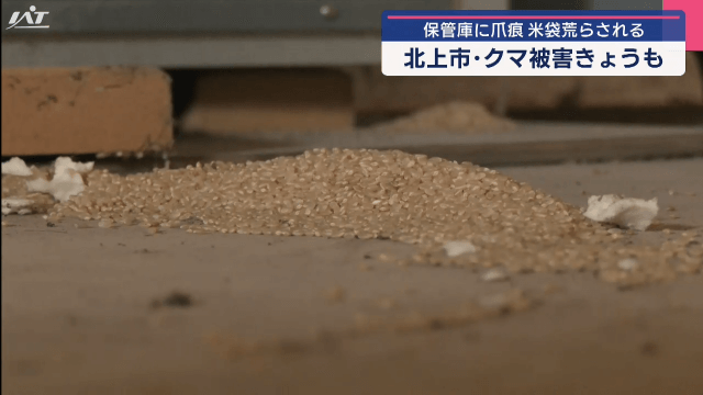 またクマ被害　米袋が食いちぎられる【岩手・北上市】