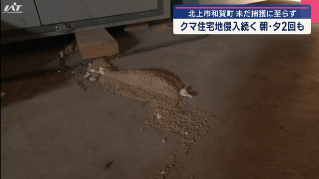 北上市和賀町　クマ住宅地侵入続く　朝・夕２回も　未だ捕獲に至らず【岩手・北上市】