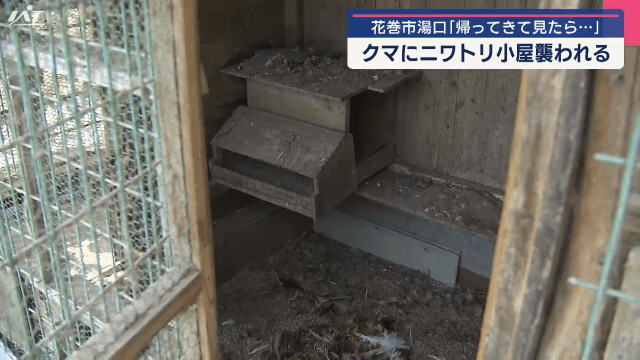 花巻市湯口　帰ってきて見たら…　クマにニワトリ小屋襲われる【岩手・花巻市】