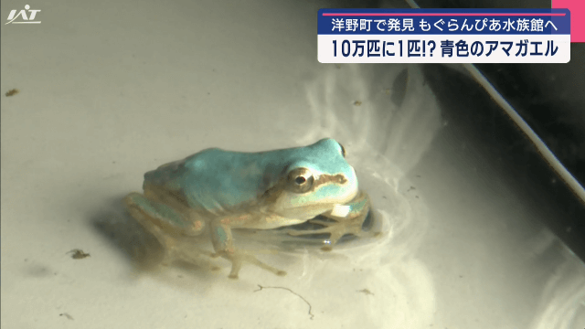 希少!? 青色のアマガエルを発見【岩手・洋野町】