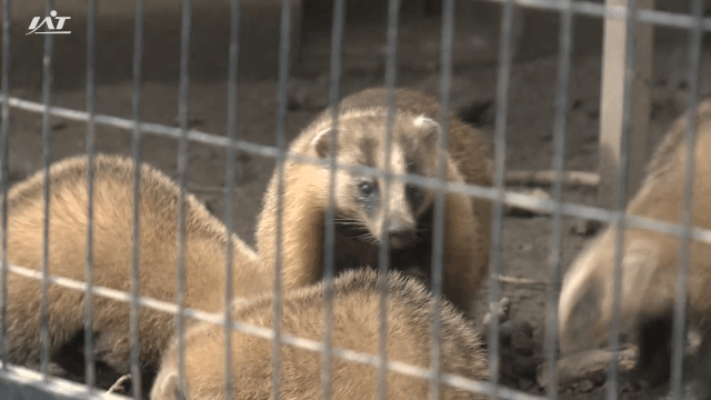 ニホンアナグマの赤ちゃん　一般公開始まる　盛岡市動物公園ＺＯＯＭＯ【岩手・盛岡市】