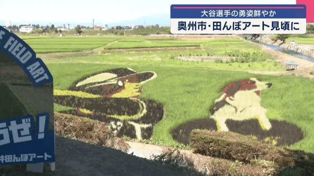ドジャース大谷翔平選手の勇姿鮮やか　田んぼアート見頃に【岩手・奥州市】