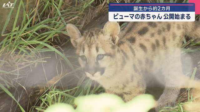 誕生から約２カ月　ピューマの赤ちゃん　公開始まる【岩手・盛岡市】
