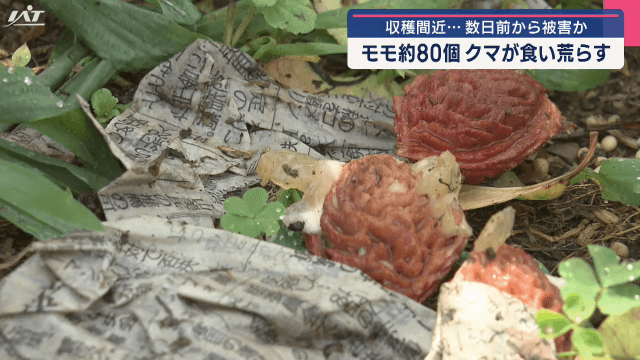 クマ被害　収穫間近のモモ約８０個　食い荒らされる【岩手・紫波町】