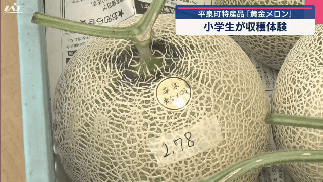特産品の黄金メロン　小学生が収穫体験【岩手・平泉町】