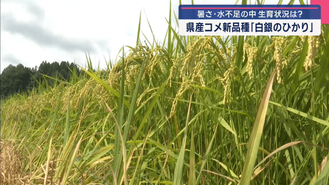 県産コメ新品種　白銀のひかり　暑さ・水不足の中　生育状況は【岩手・九戸村】